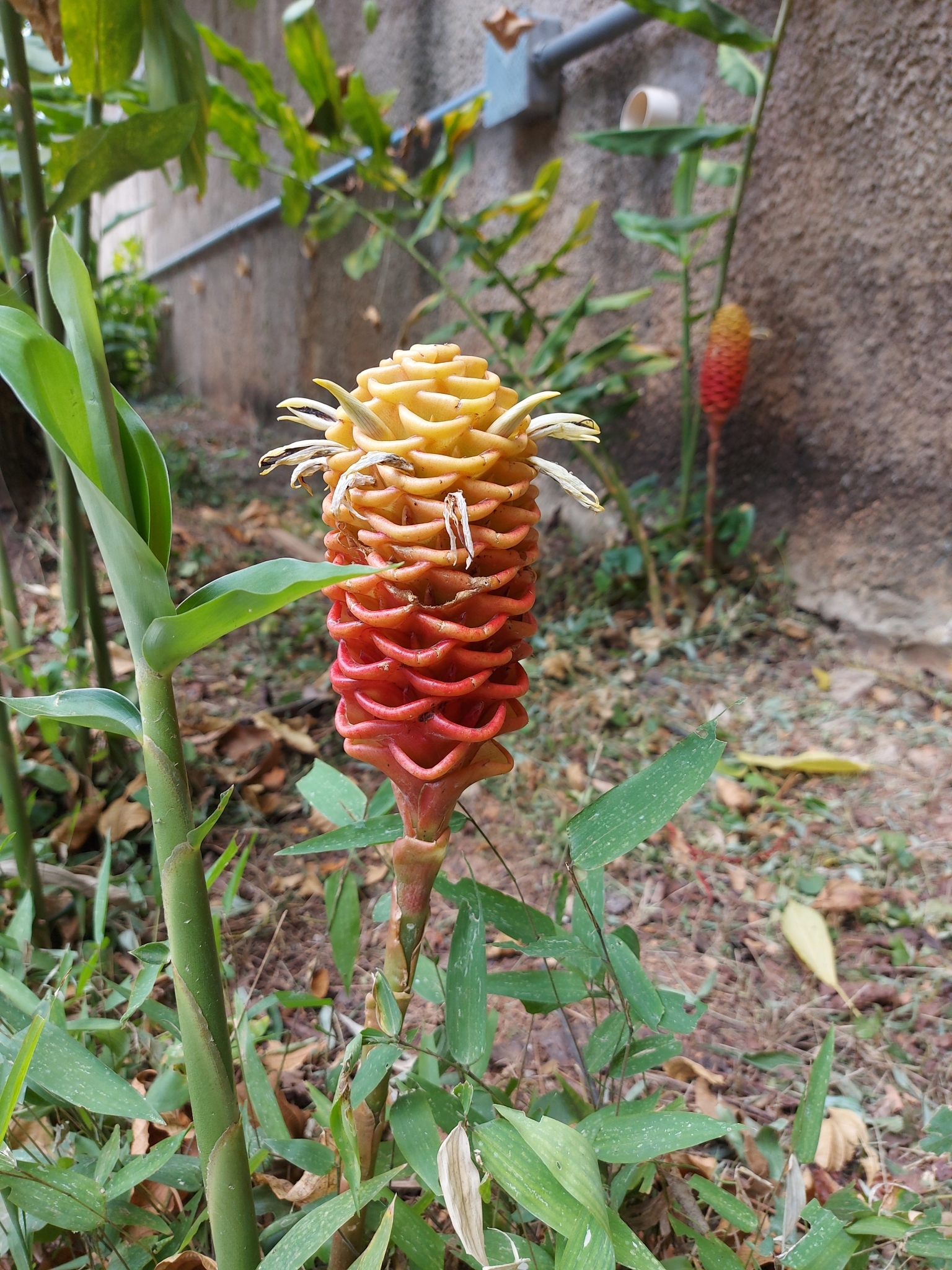Photo of beehive ginger (4/6)
