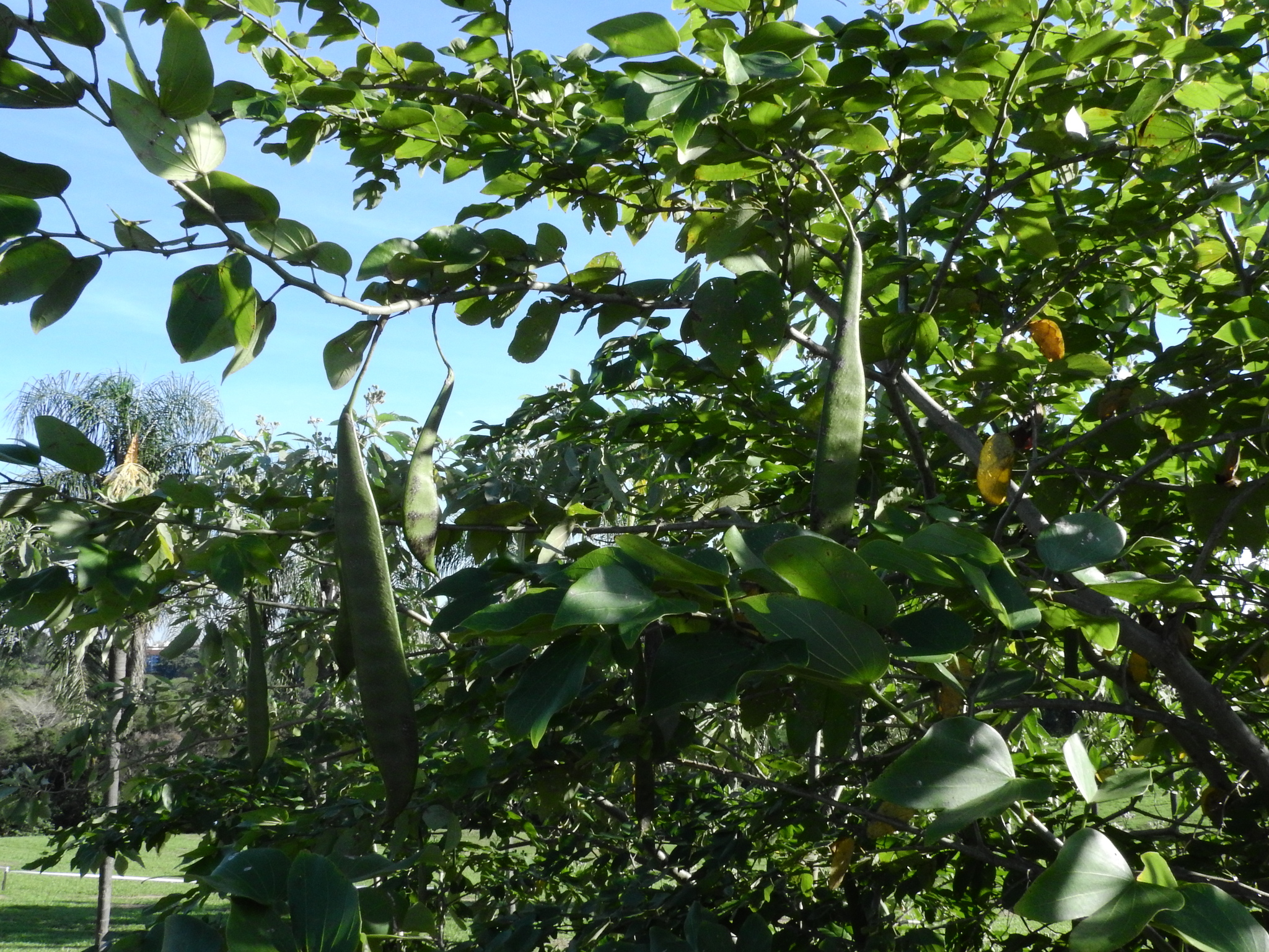 Photo of Brazilian orchid tree (12/12)