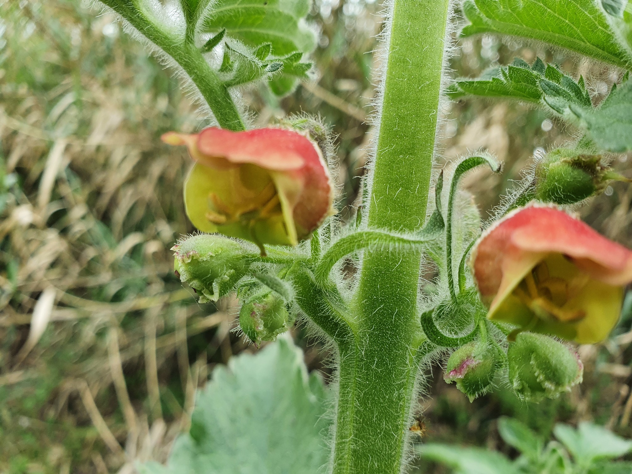 Photo of Scrophularia grandiflora (3/12)