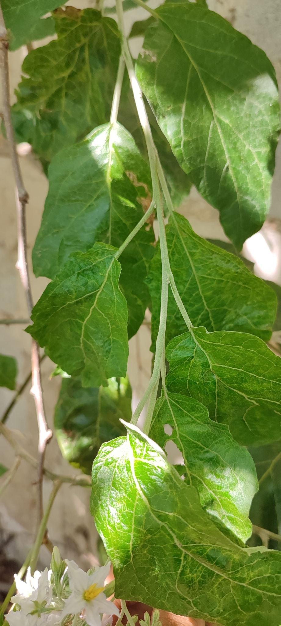 Photo of Solanum paniculatum (3/13)