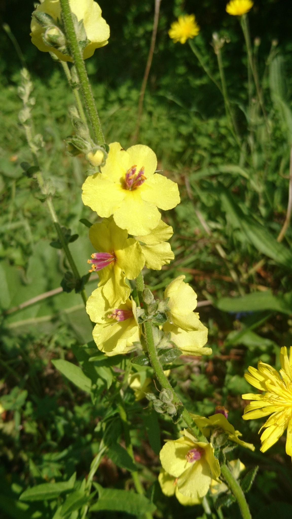 Photo of wavyleaf mullein (3/12)