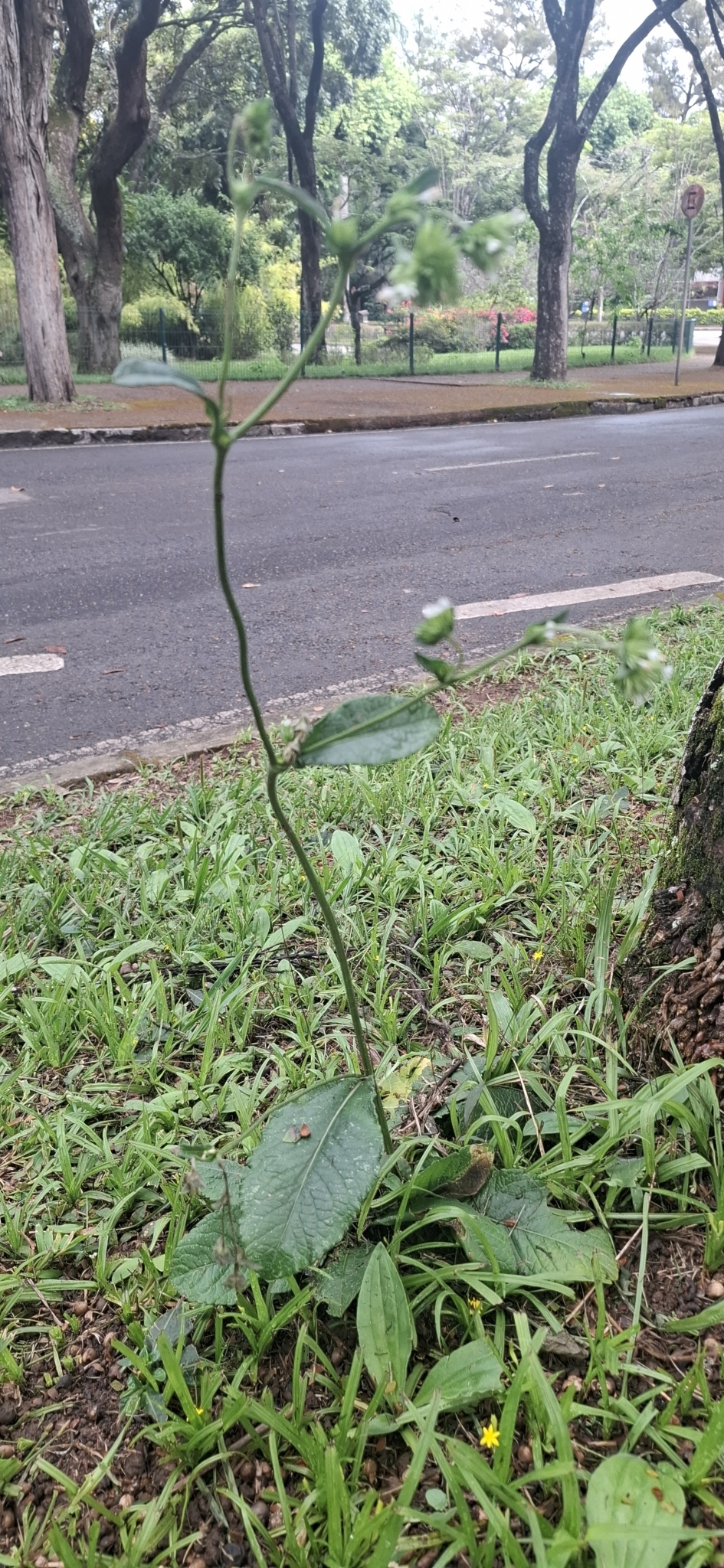 Photo of elephant's foot (3/12)