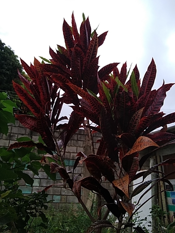 Photo of Variegated Croton (2/10)
