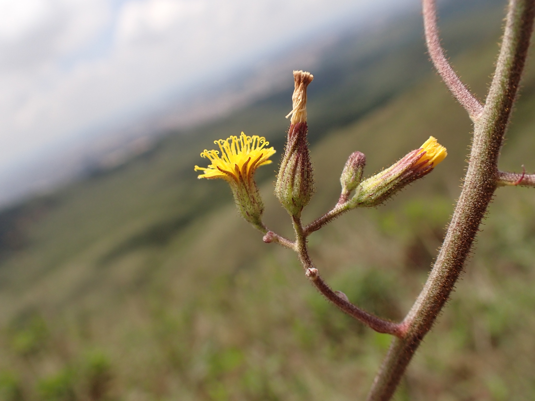 Photo of Hieracium (3/7)