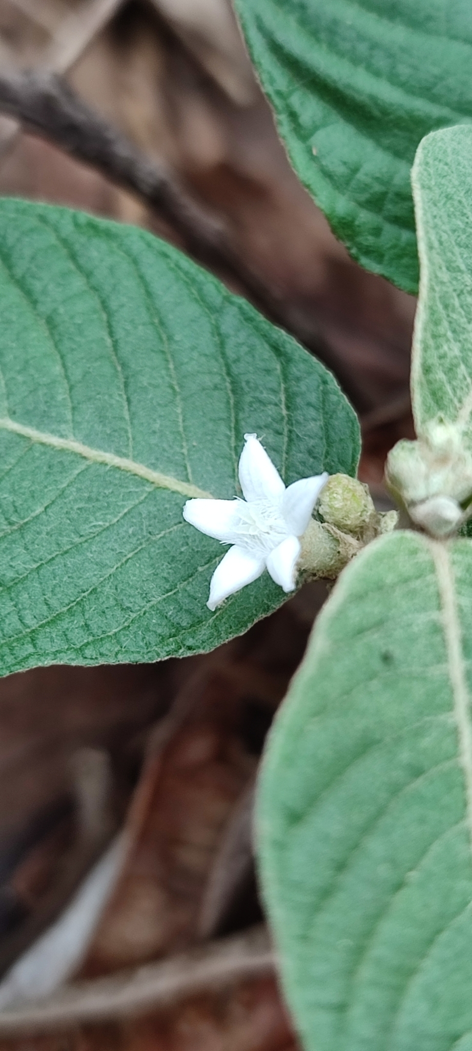 Photo of Sabicea brasiliensis (2/6)
