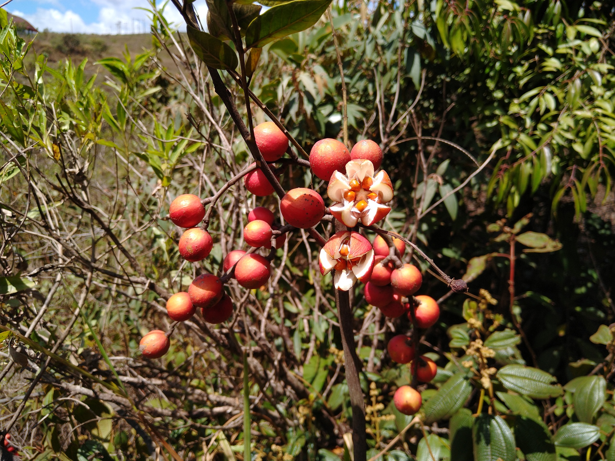 Photo of Cabralea canjerana (1/12)