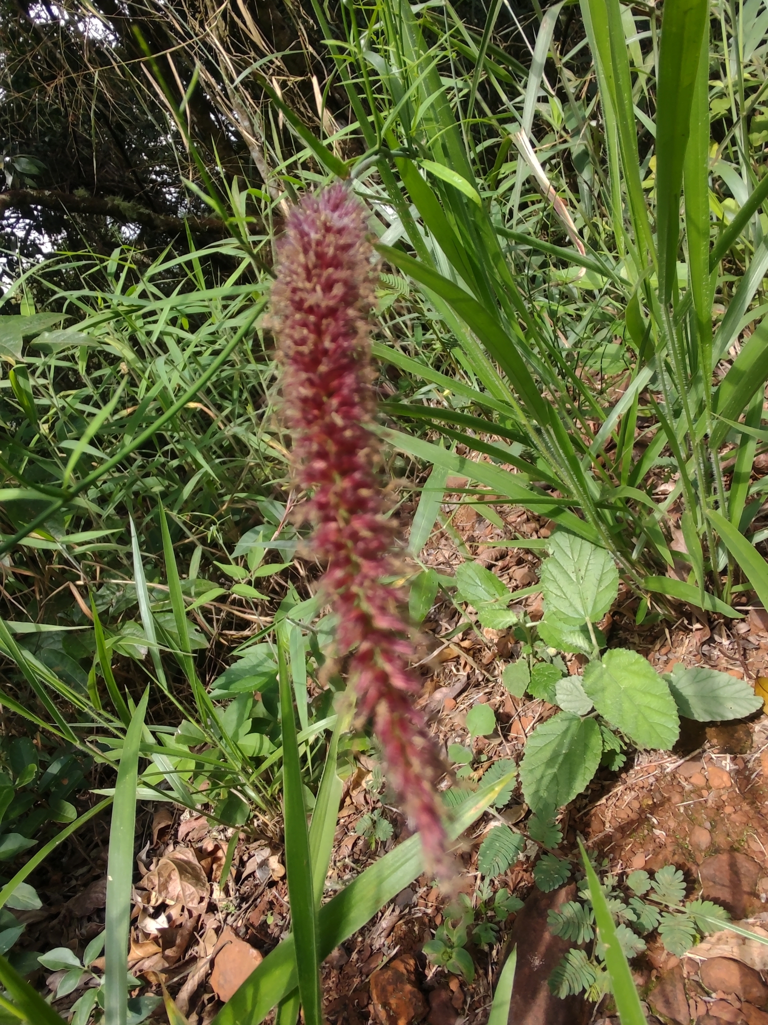 Photo of feathery pennisetum (4/7)