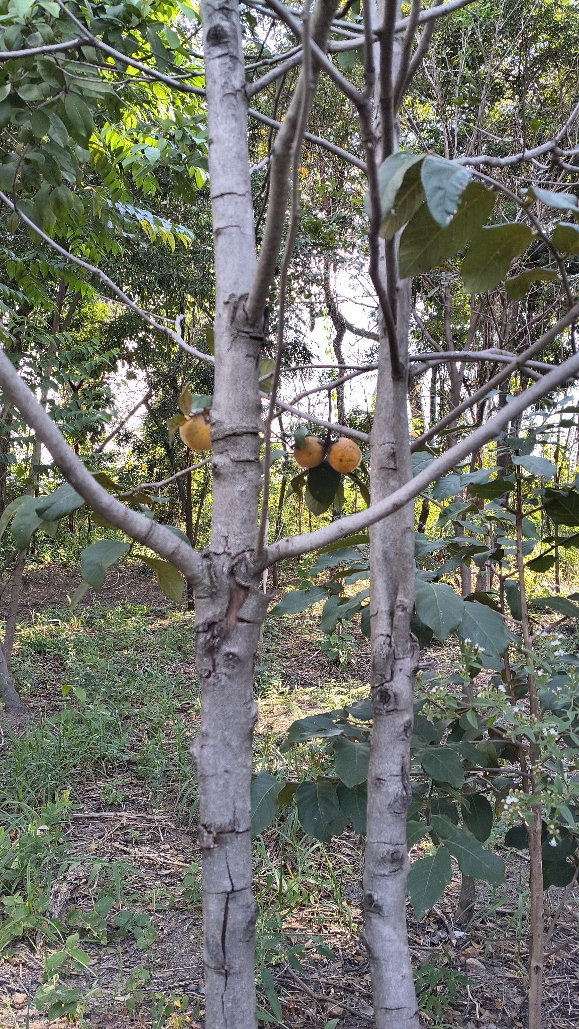 Photo of Diospyros lasiocalyx (8/12)