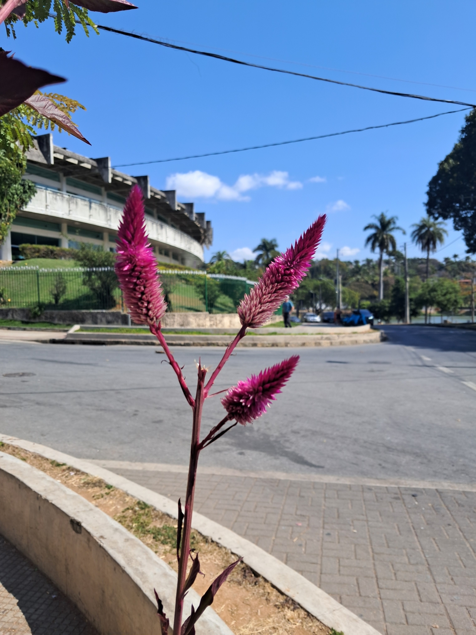 Photo of Flamingo Feather Flower (3/7)