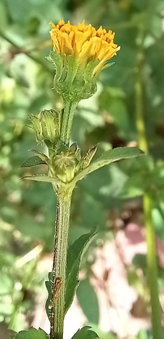 Photo of Hairy Beggarticks (3/6)