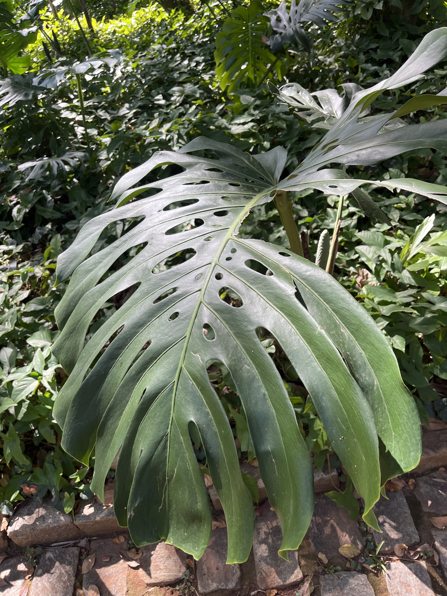 Photo of Swiss Cheese Plant (5/12)