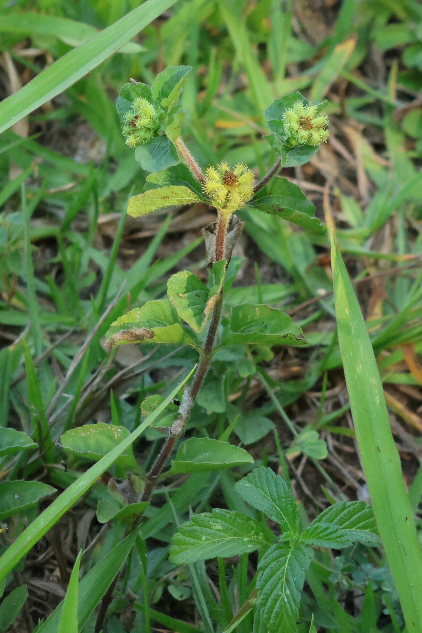 Photo of Paraguayan starburr (1/7)