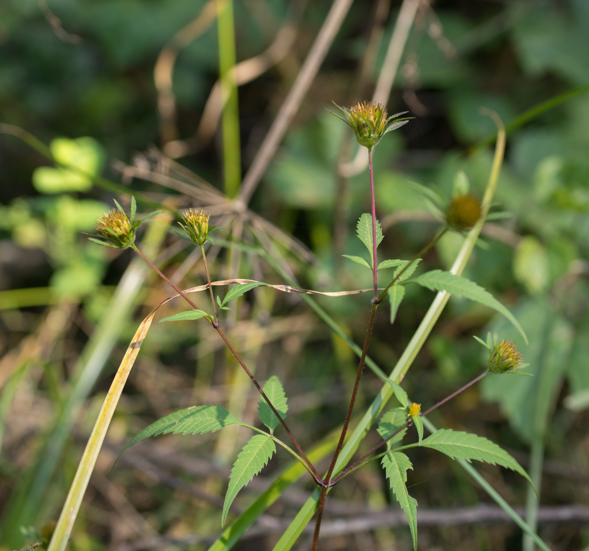 Photo of Devil's Beggarticks (7/11)