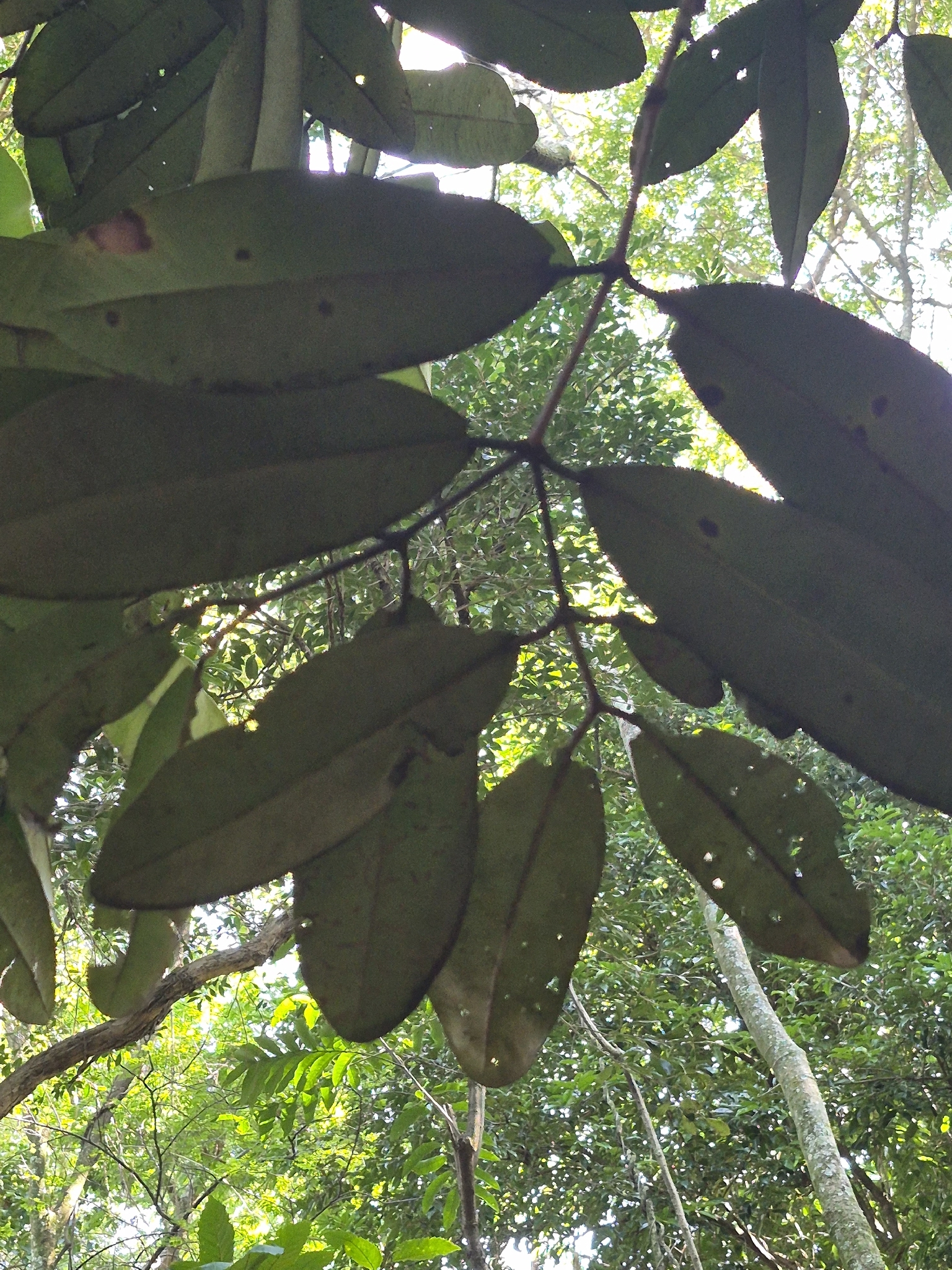 Photo of Brazil Beauty-Leaf (1/7)
