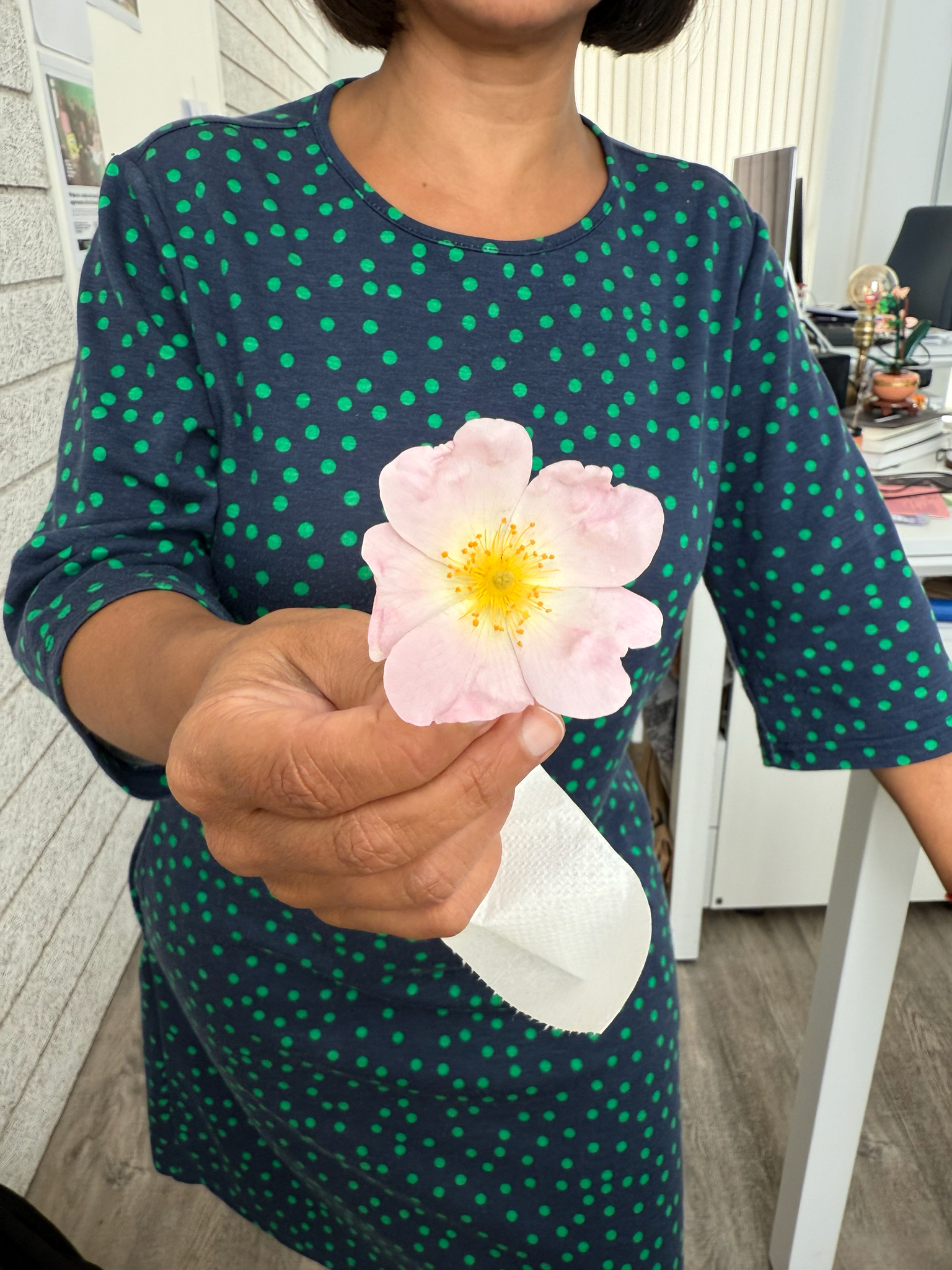 Photo of Dog-rose (6/12)
