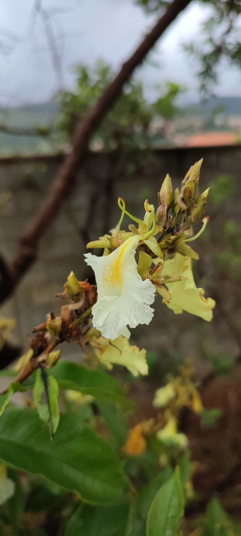Photo of Qualea multiflora (11/12)