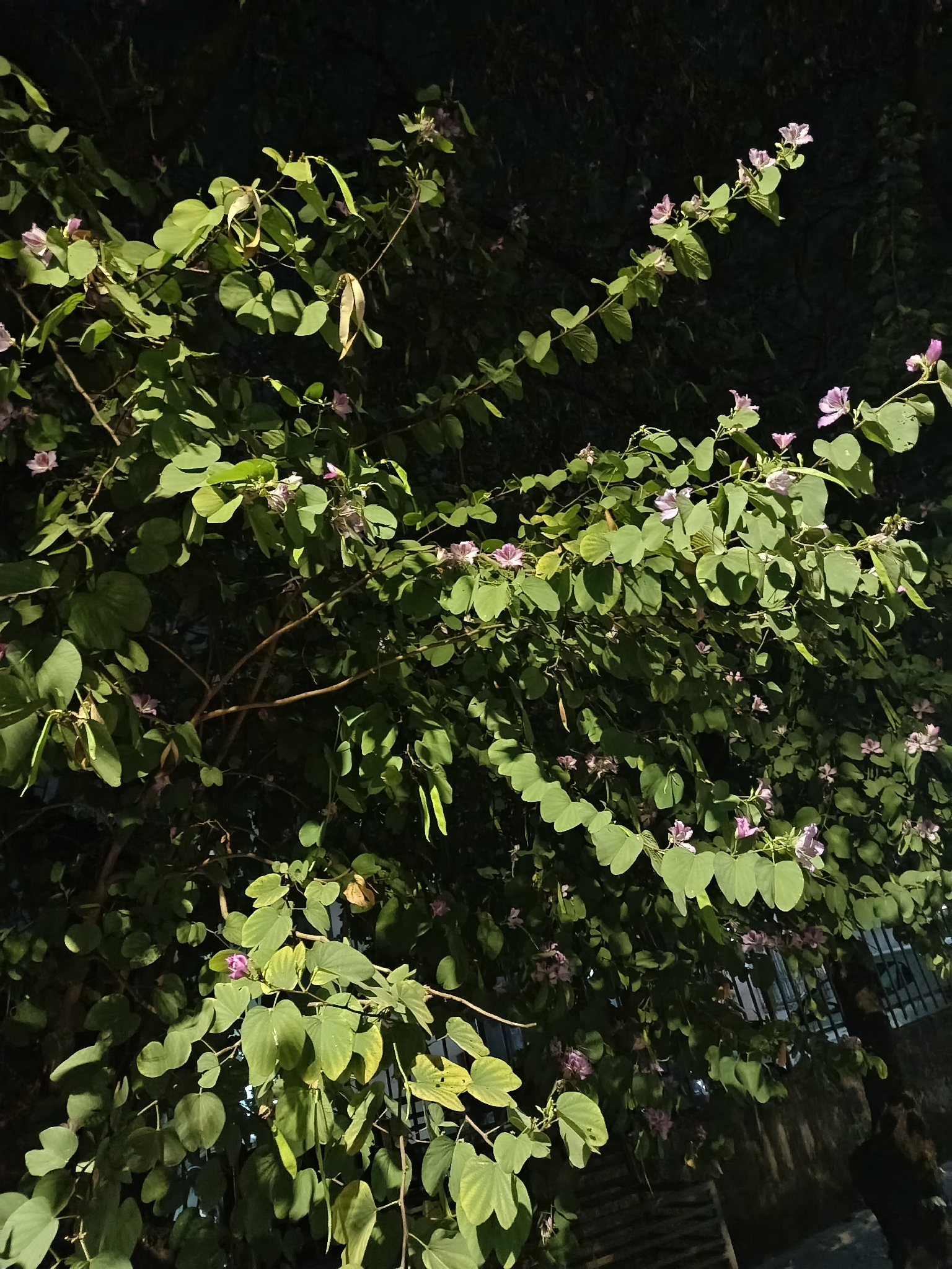 Photo of Orchid tree (7/8)