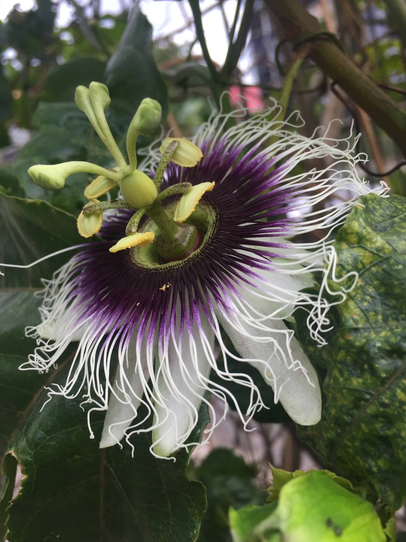 Photo of Yellow passionfruit (9/12)