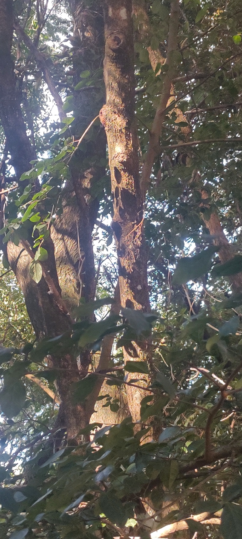 Photo of Casearia decandra (9/12)