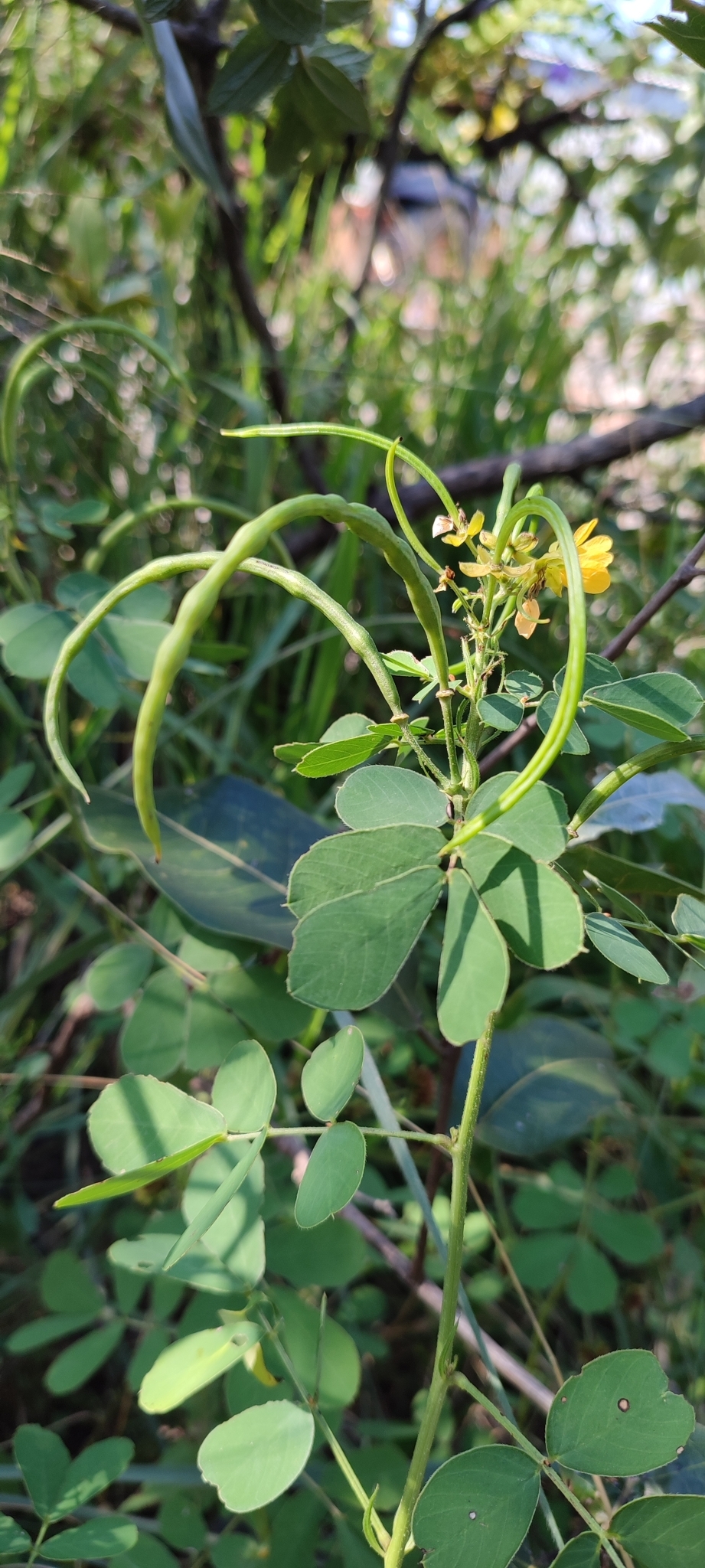 Photo of American Sicklepod (6/12)
