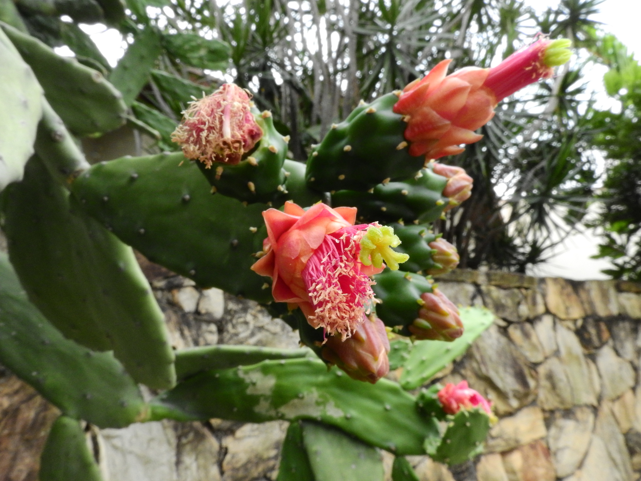Photo of Cochineal Nopal Cactus (10/12)