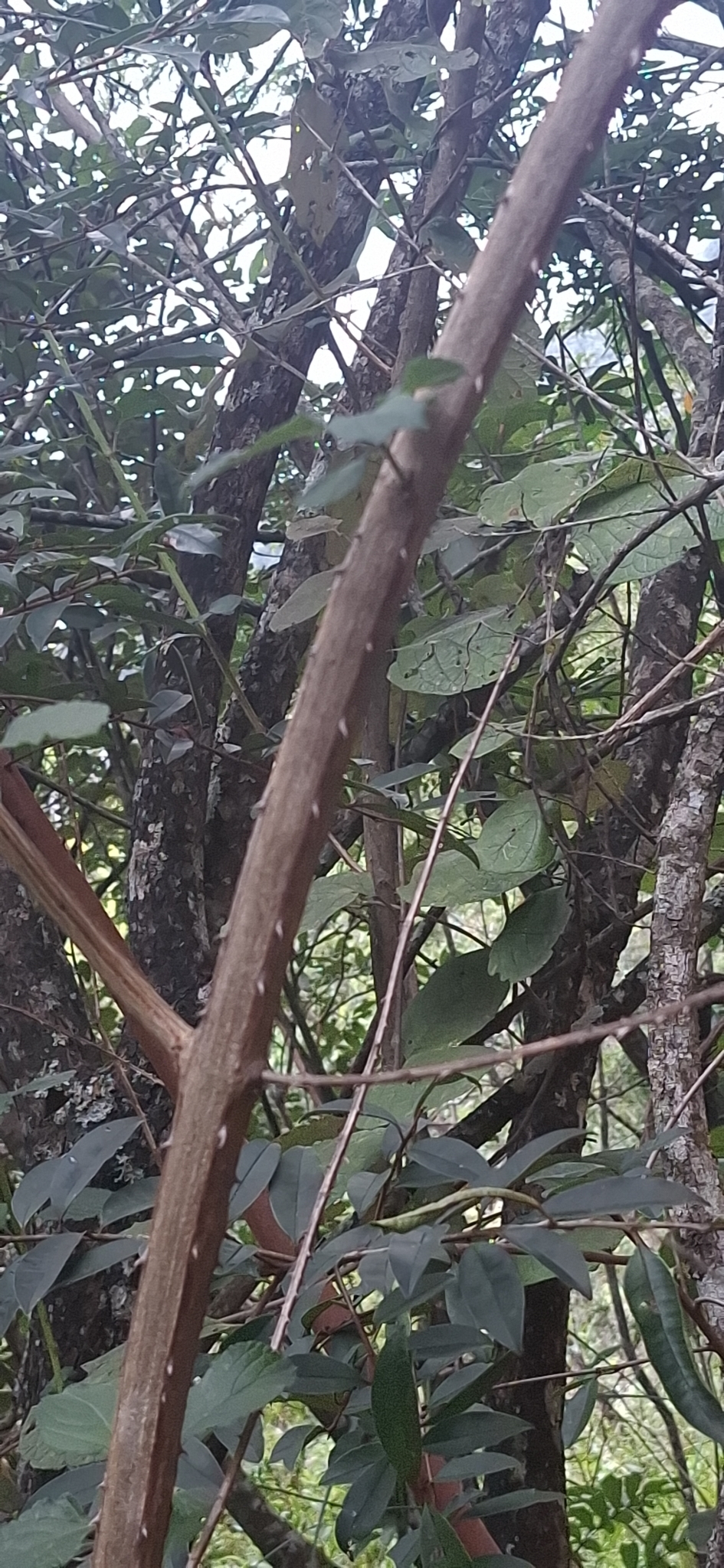 Photo of common lantana (6/8)