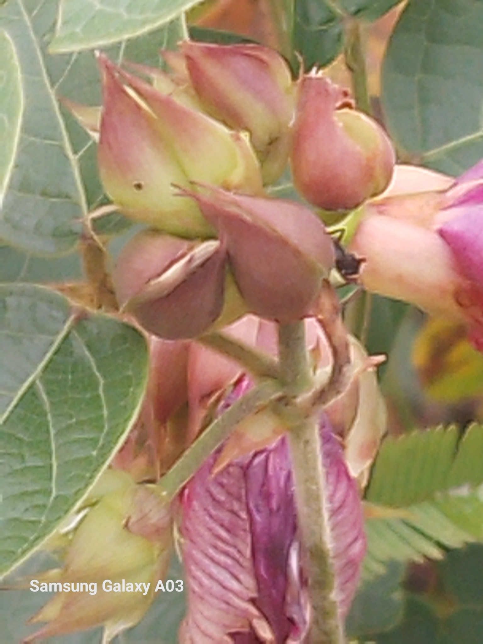Photo of Plantae (7/8)