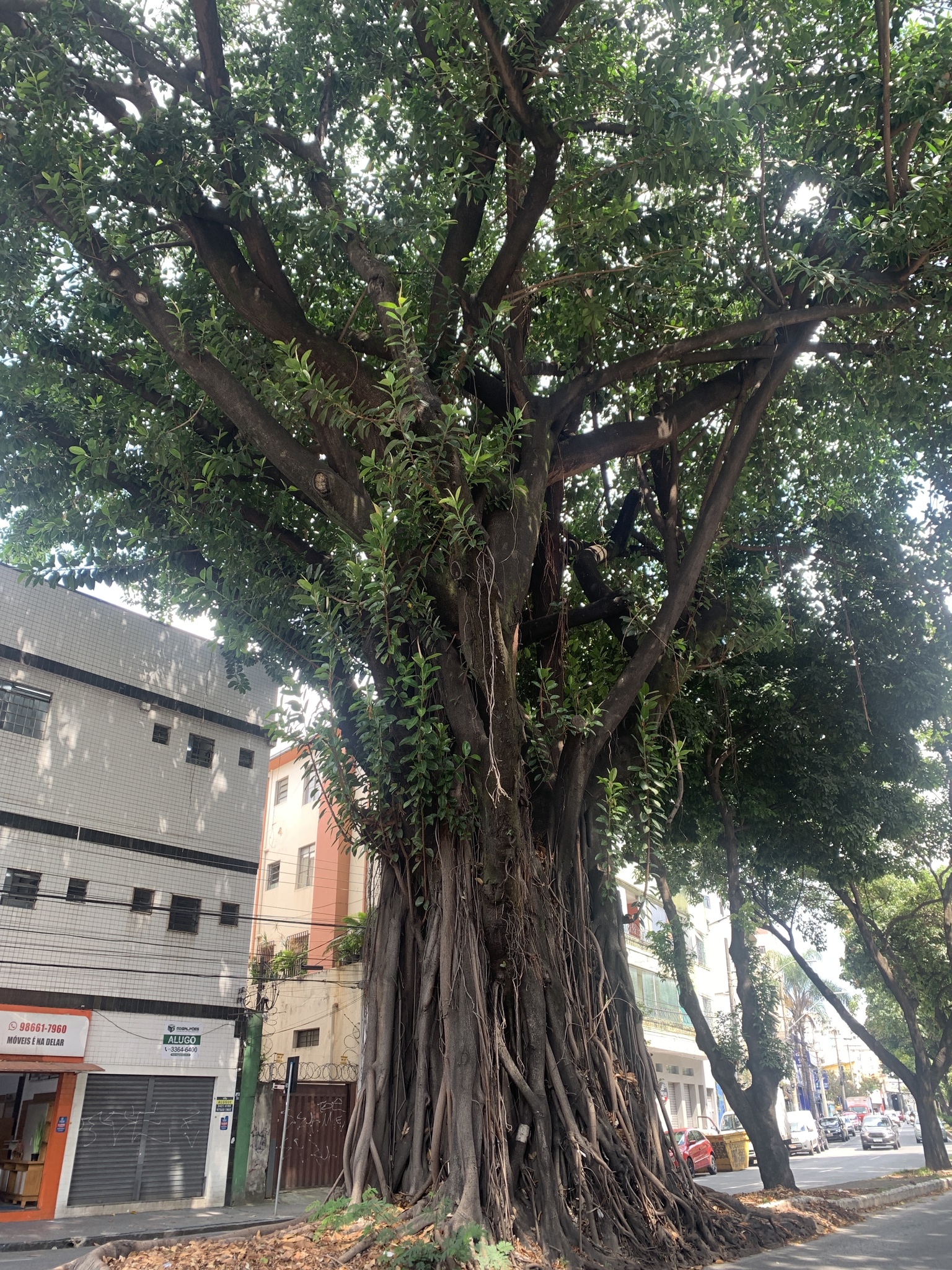 Photo of rubber plant (2/10)