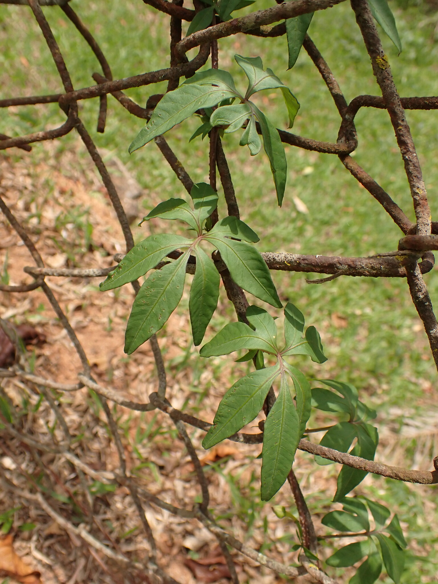 Photo of Mile-a-minute vine (5/12)
