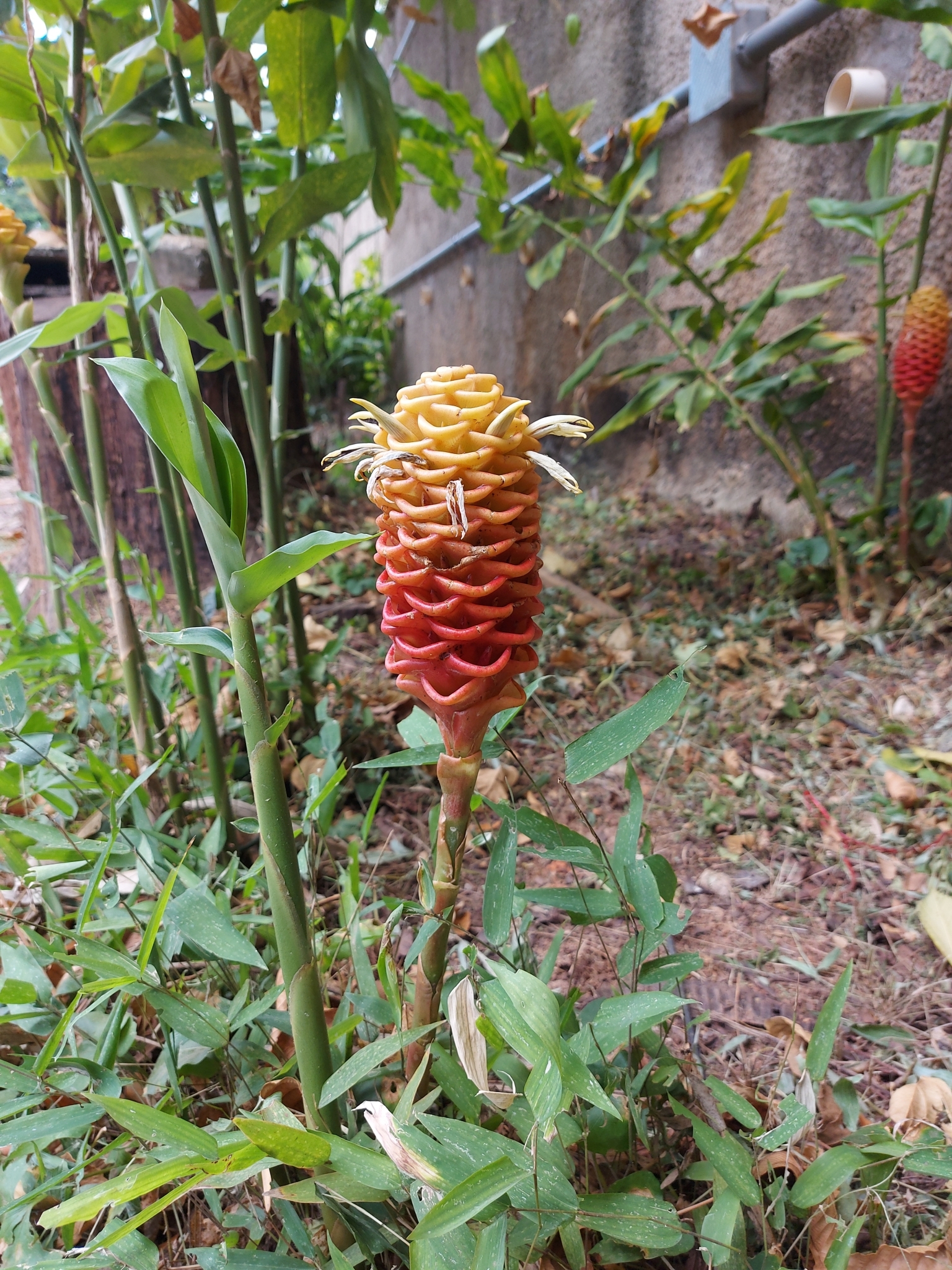 Photo of beehive ginger (2/6)