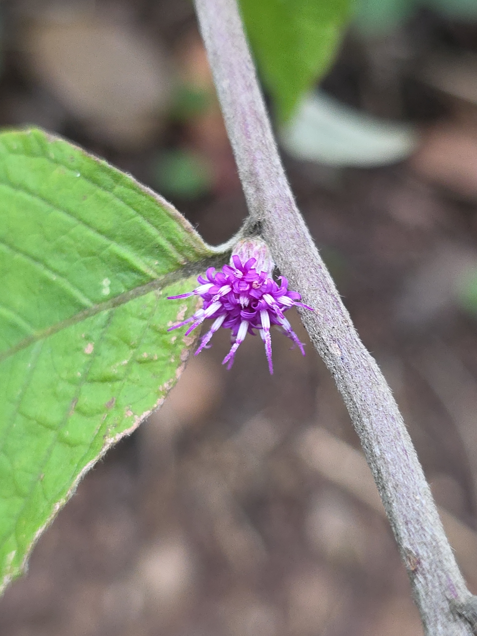 Photo of Lepidaploa aurea (1/9)