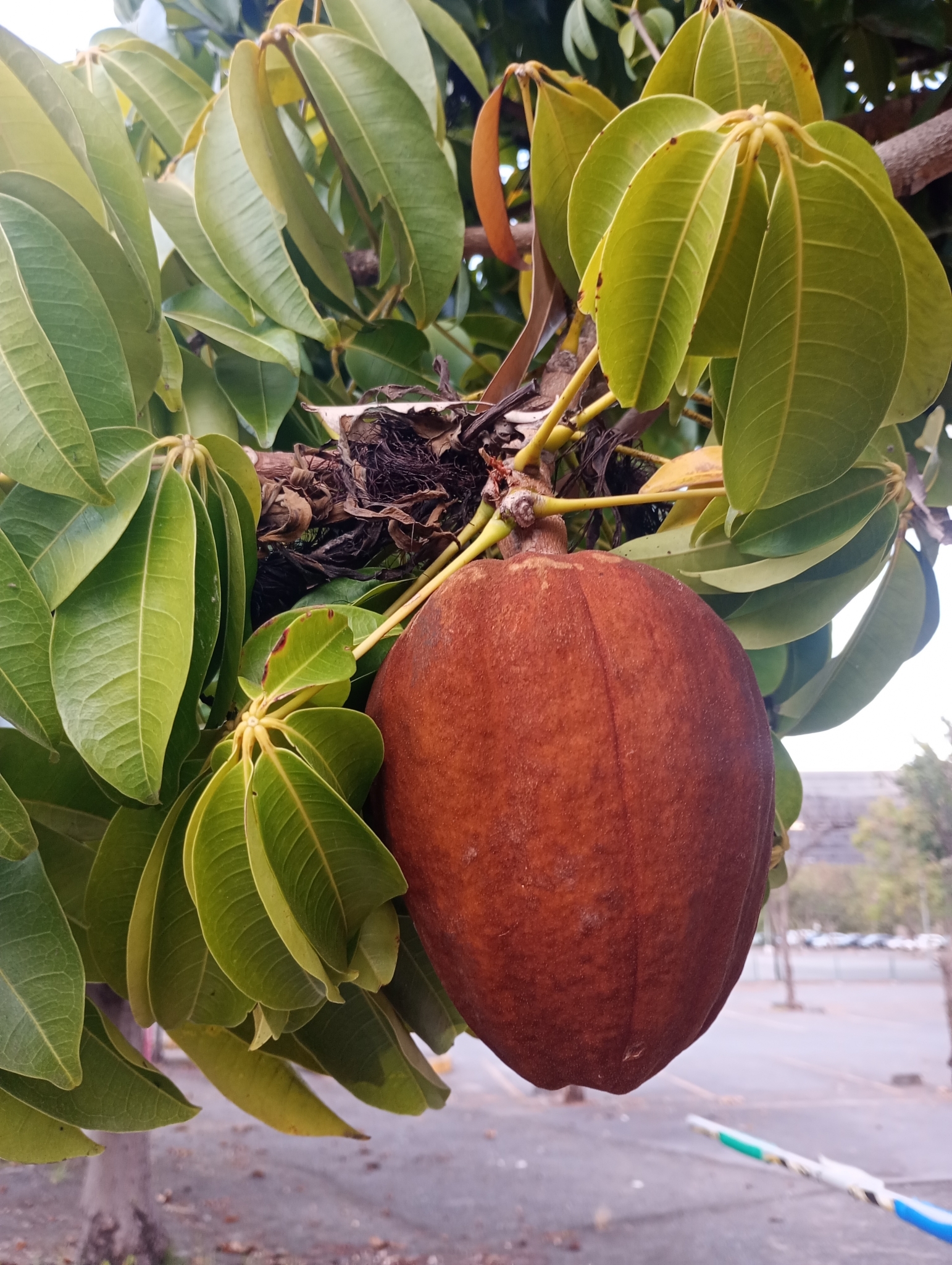 Photo of provision tree (6/12)