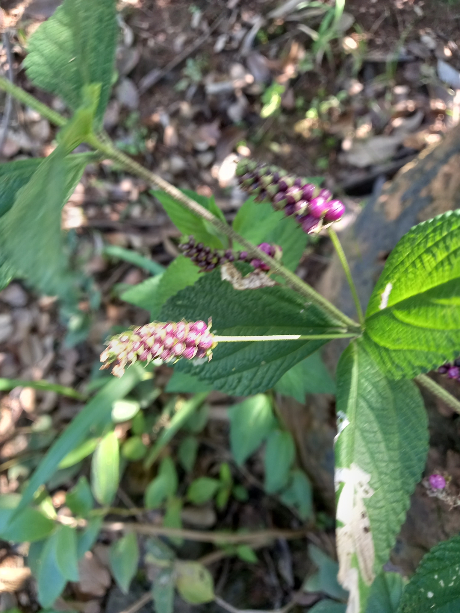 Photo of Ternate Lantana (8/11)