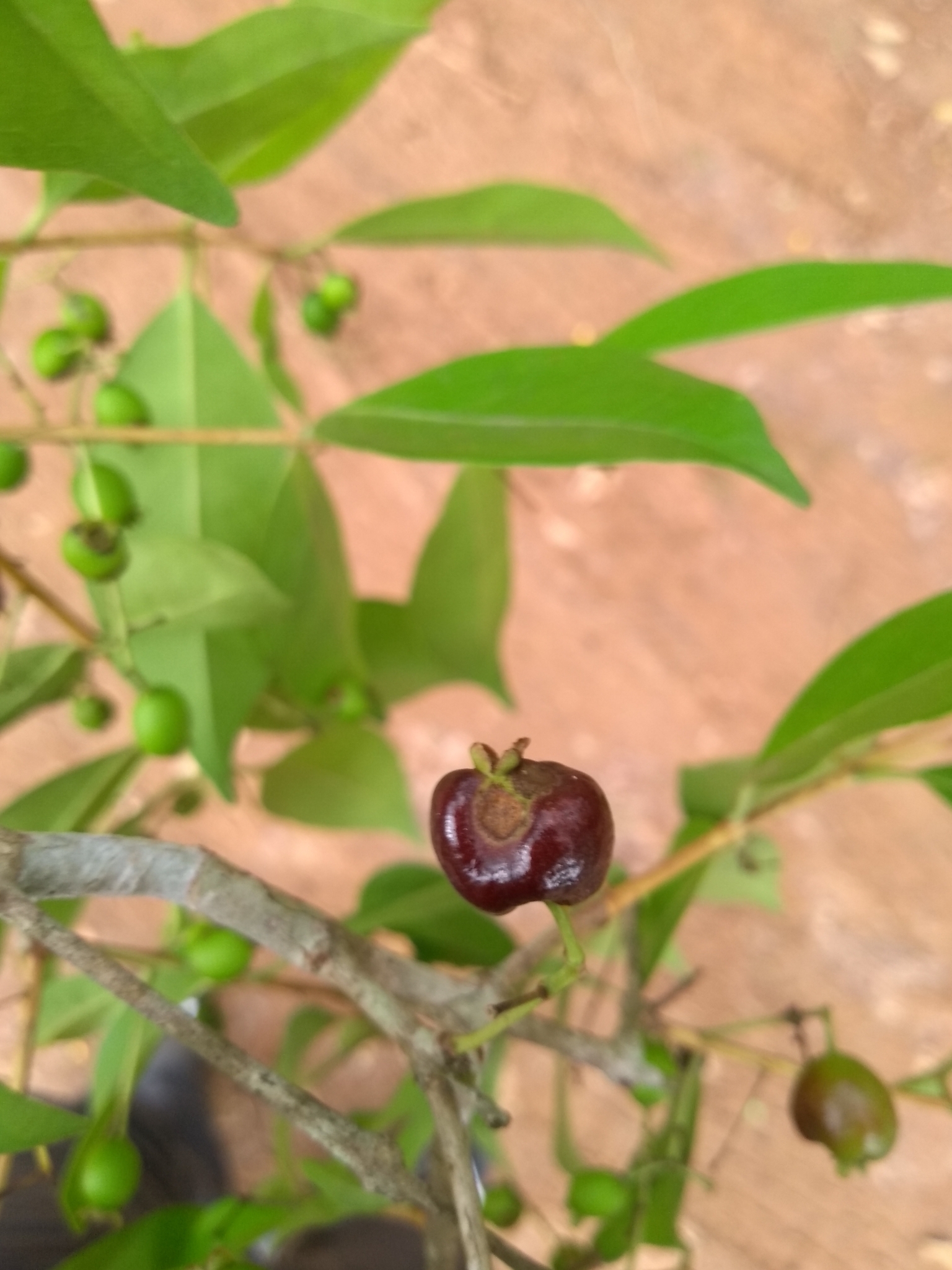 Photo of Eugenia florida (6/12)