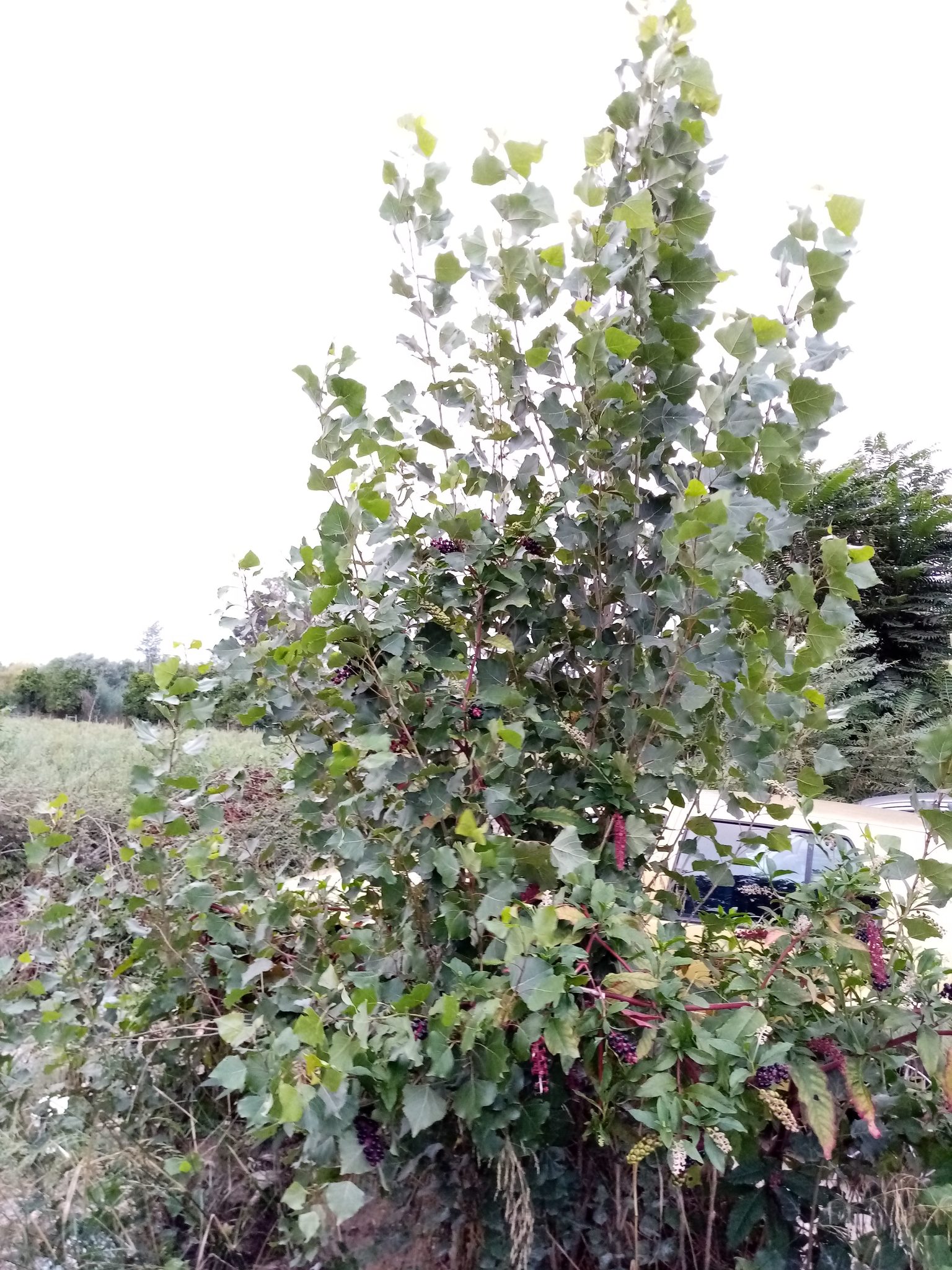 Photo of American pokeweed (2/12)