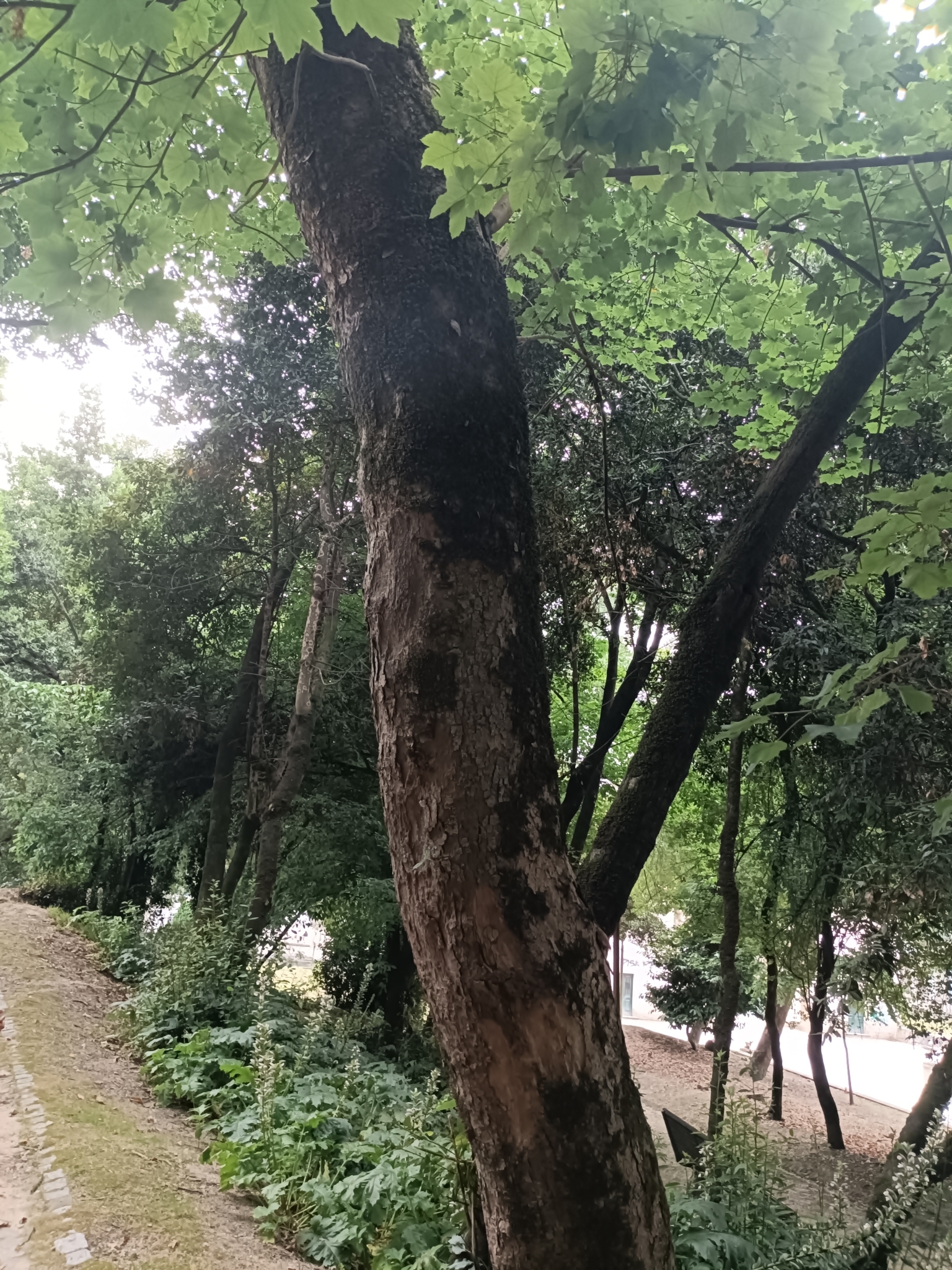 Photo of sycamore maple (4/12)