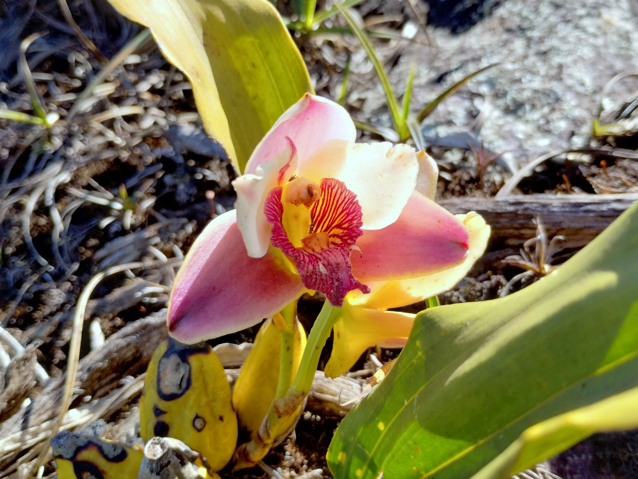 Photo of Bifrenaria harrisoniae (7/10)