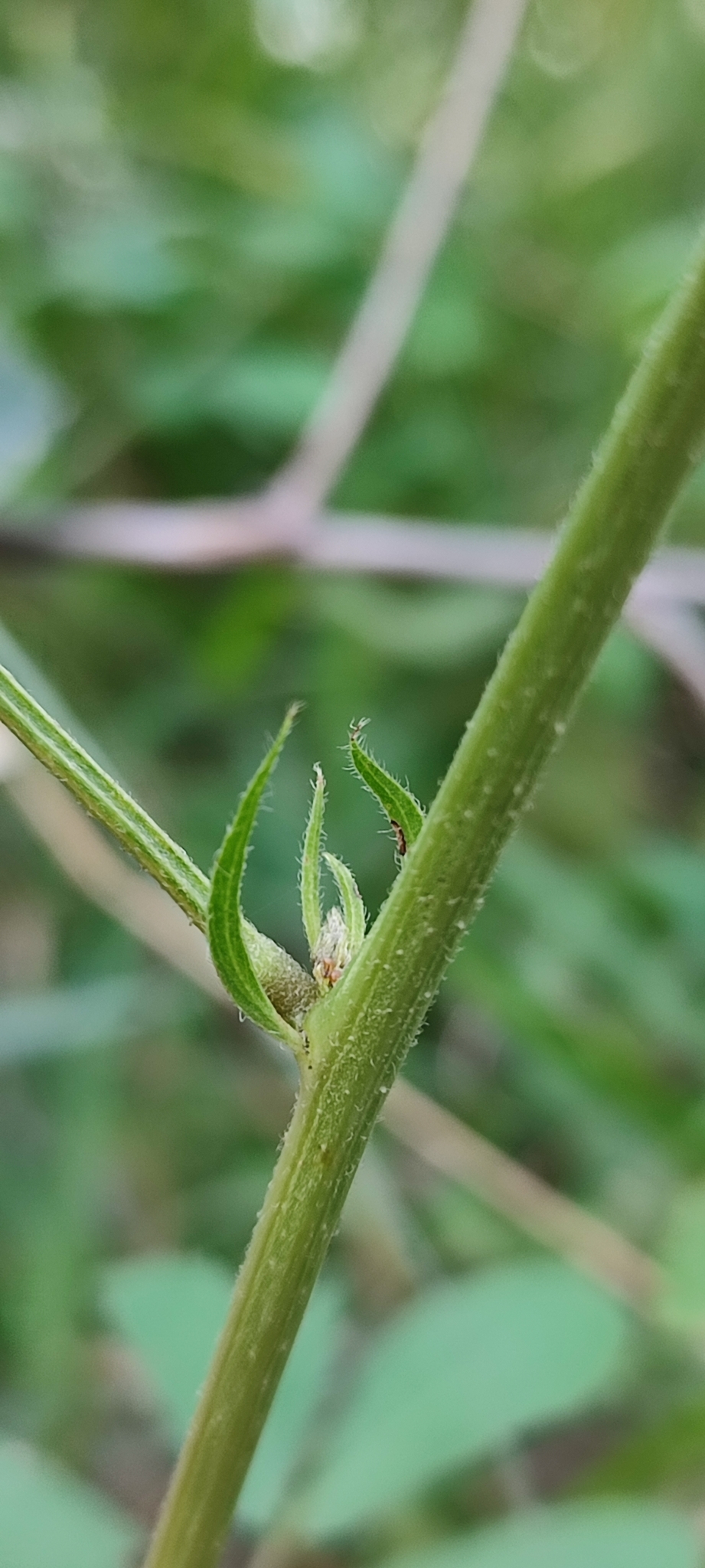 Photo of American Sicklepod (11/12)