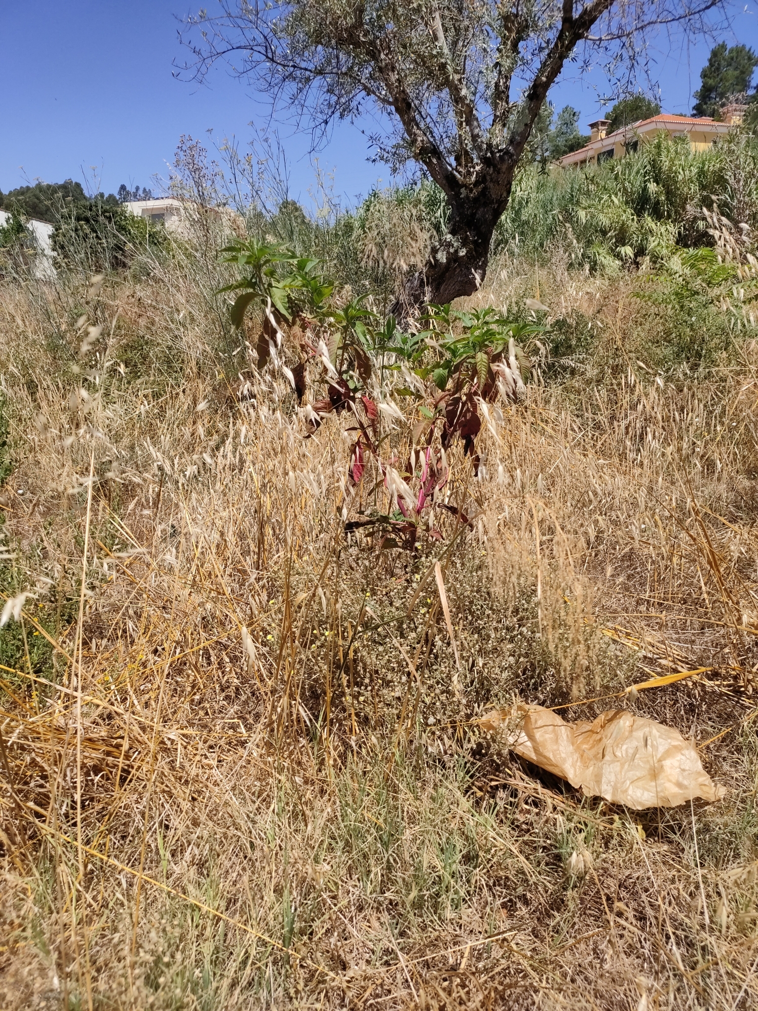 Photo of American pokeweed (6/12)