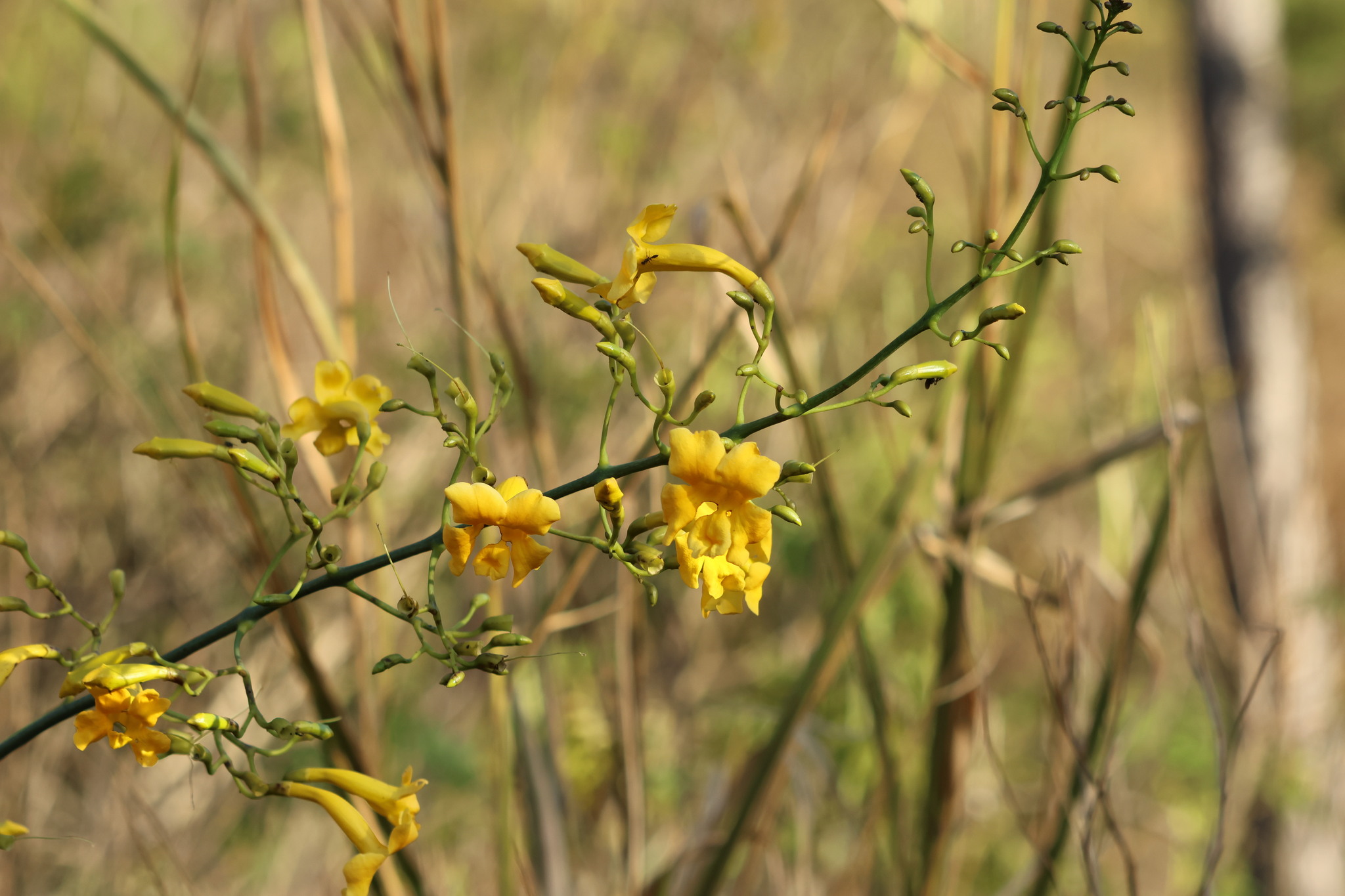 Photo of yellow trumpet flower (1/8)
