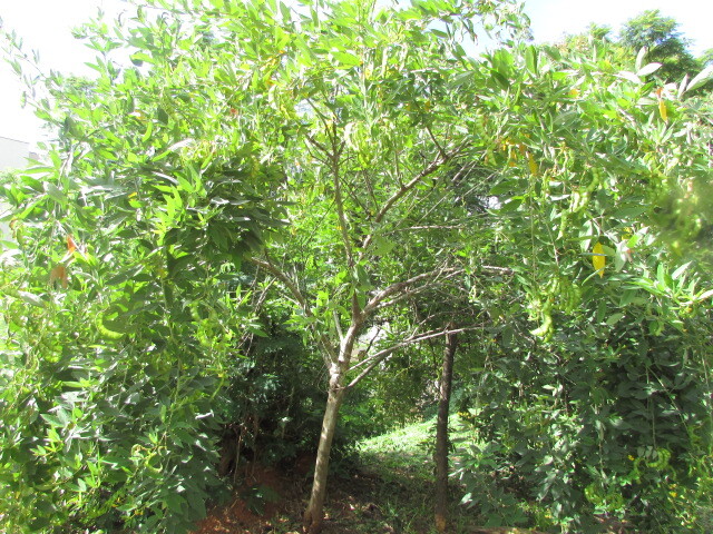 Photo of Fabaceae (4/6)
