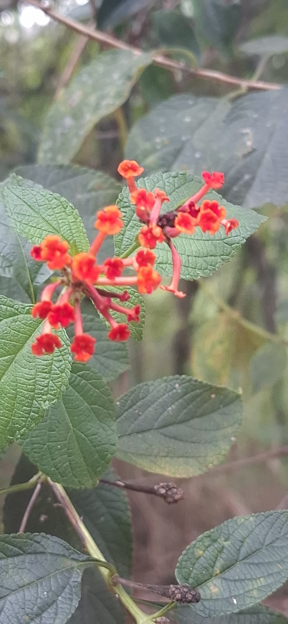 Photo of common lantana (3/8)