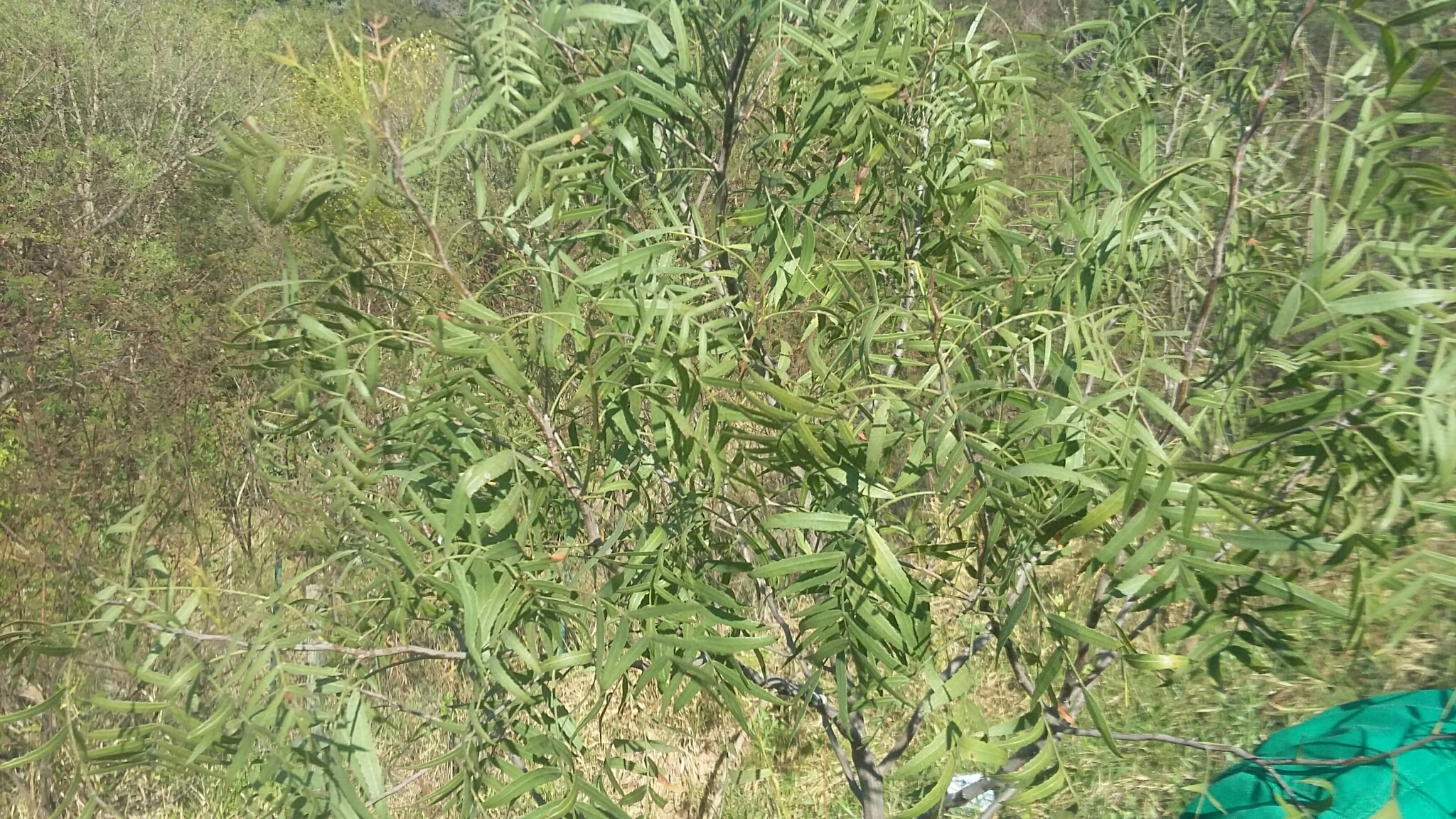 Photo of Peruvian Pepper Tree (7/7)
