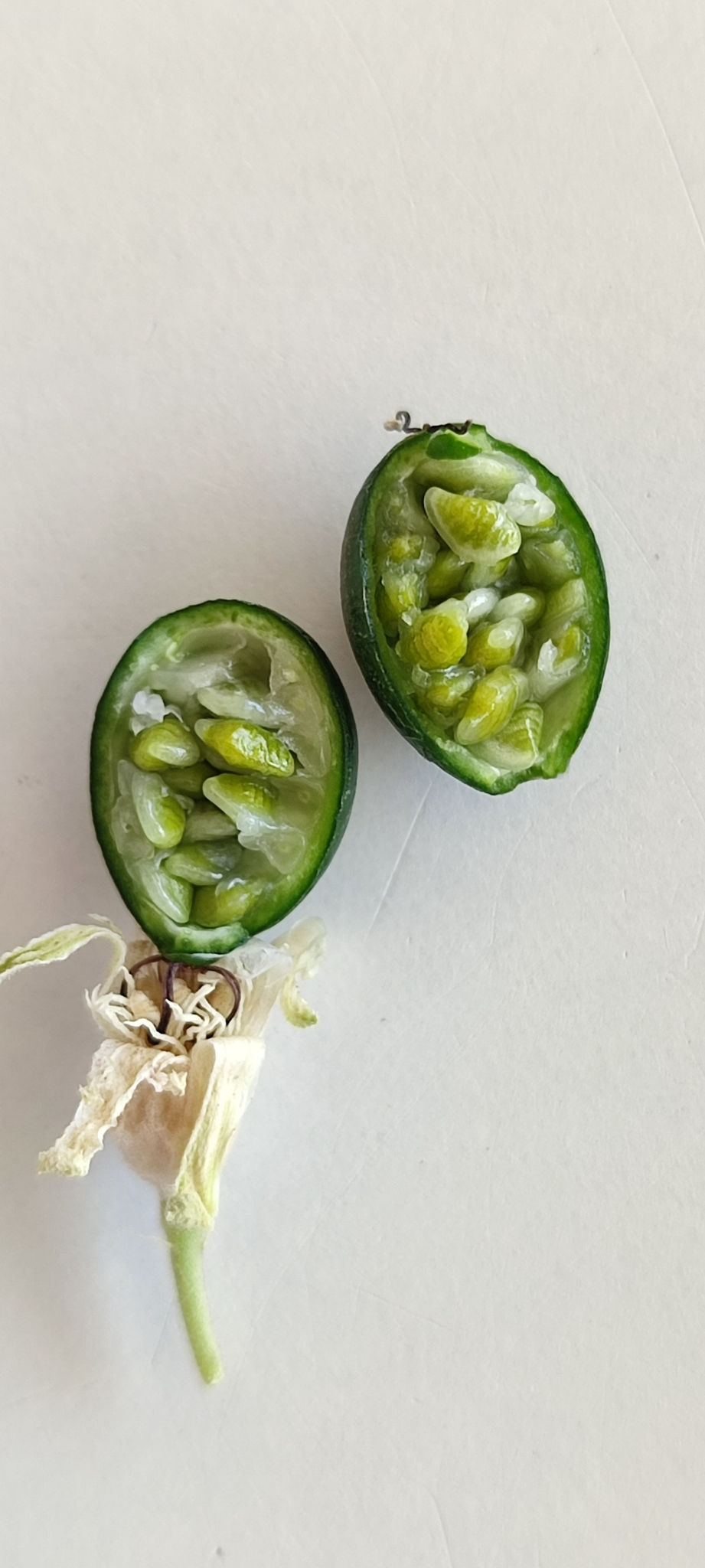 Photo of Passiflora pohlii (5/12)