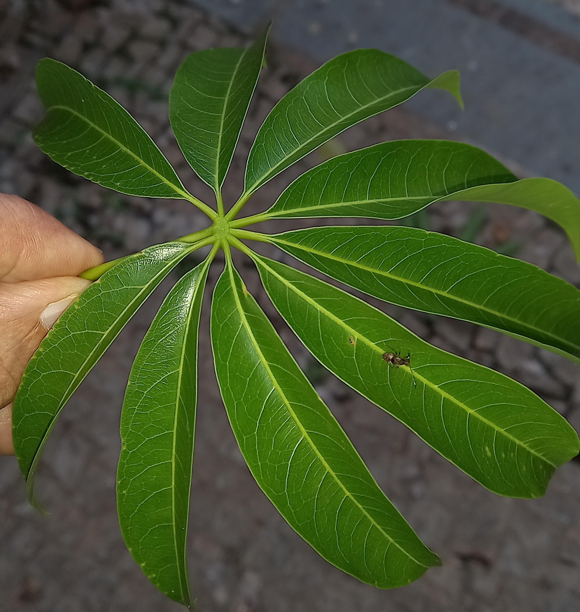 Photo of Ceiba (3/6)