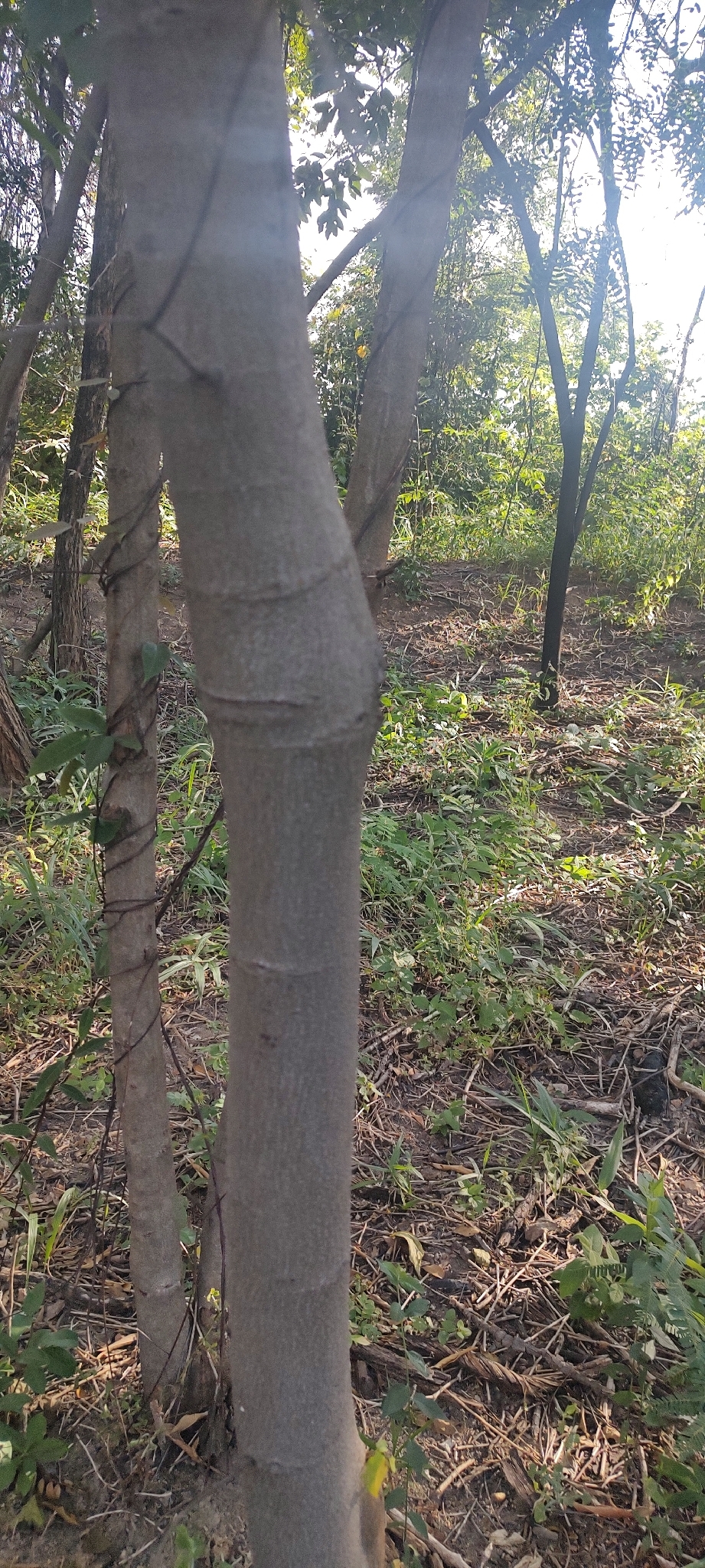 Photo of Nettletree (5/12)