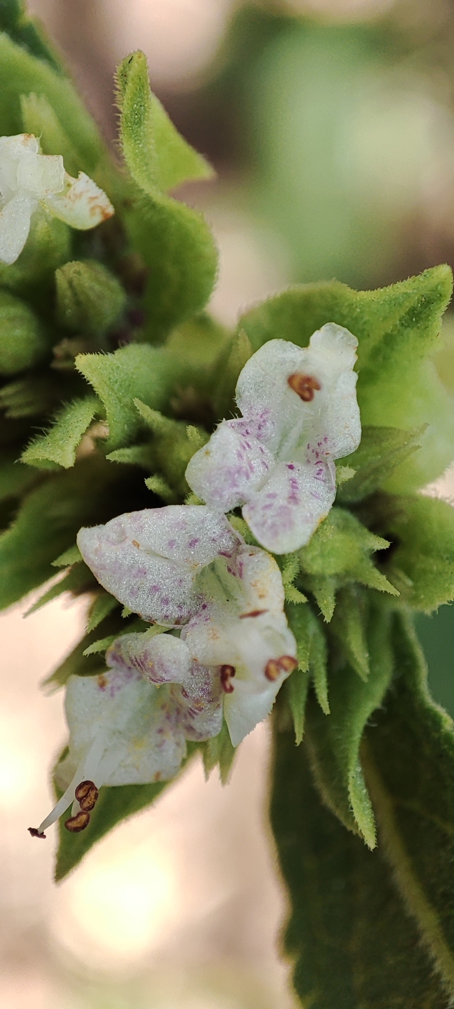 Photo of Hyptis marrubioides (11/12)