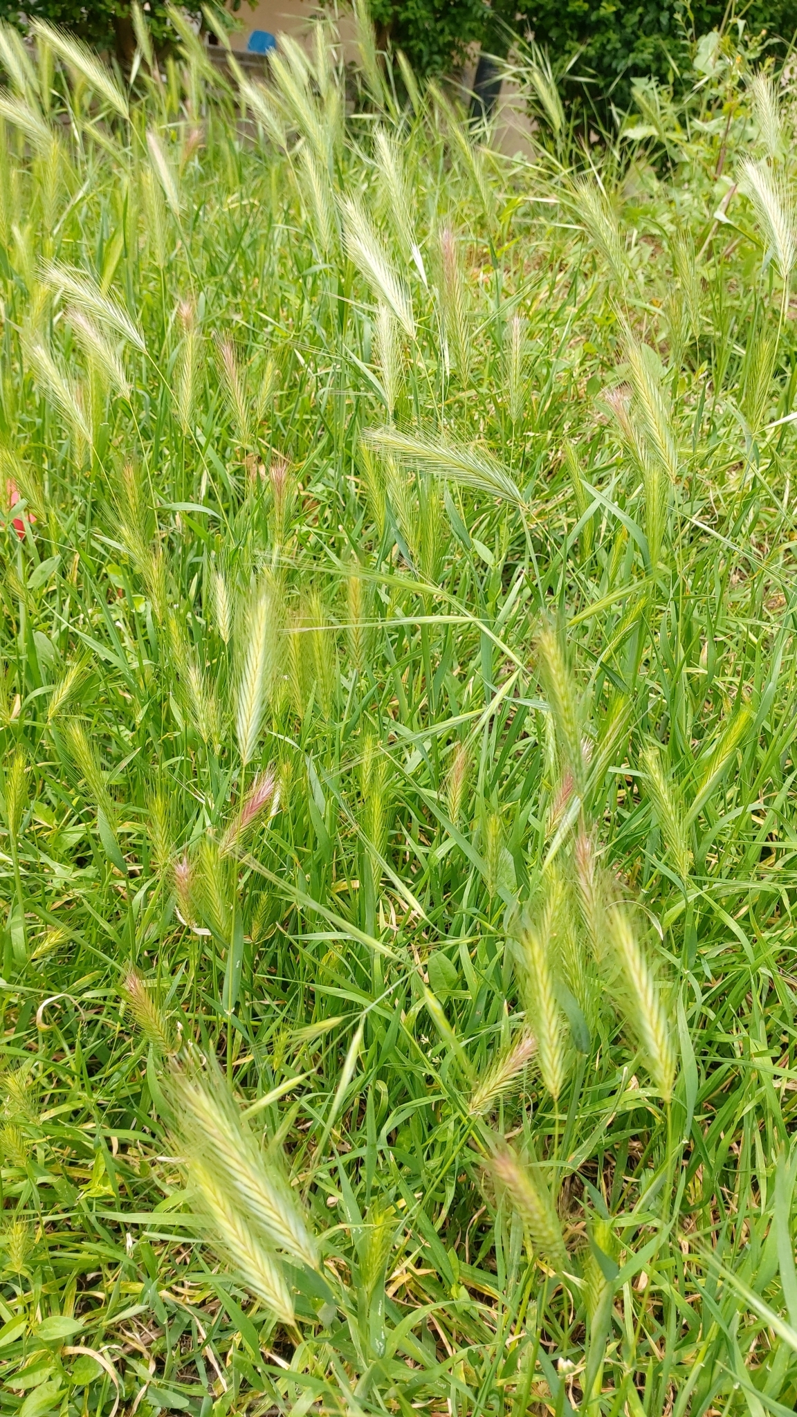 Photo of wall barley (3/12)
