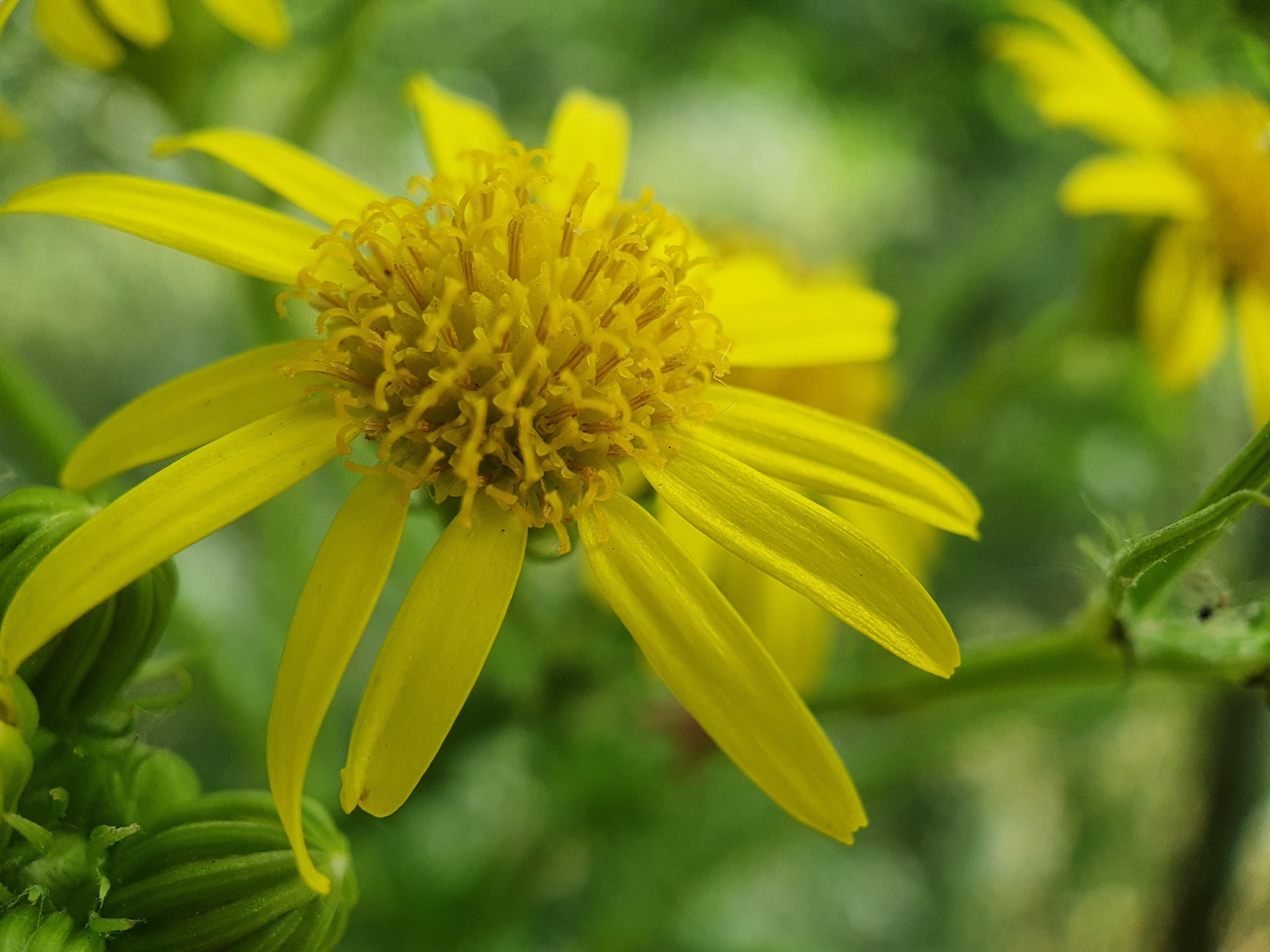 Photo of ragwort (6/9)
