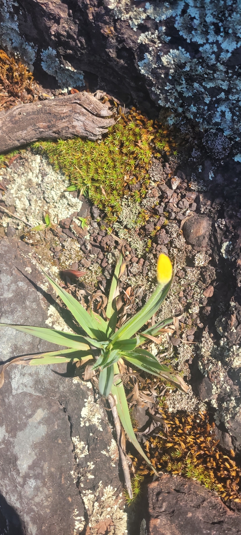Photo of Barbacenia williamsii (4/10)